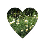 White Daisy flowers Heart Magnet