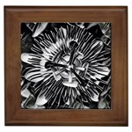 Black And White Passion Flower Passiflora  Framed Tiles