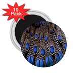 Feathers Peacock Light 2.25  Magnets (10 pack) 