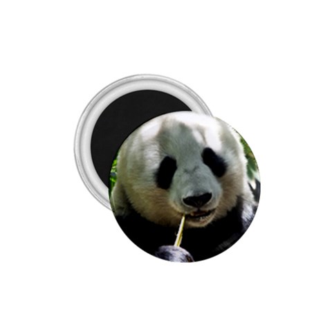 Panda 1.75  Magnet from ArtsNow.com Front