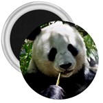 Panda 3  Magnet