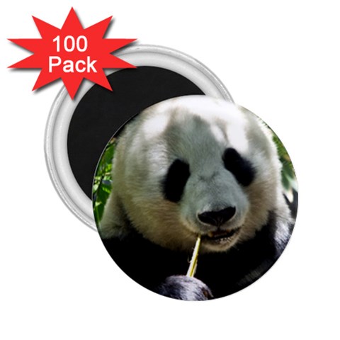 Panda 2.25  Magnet (100 pack)  from ArtsNow.com Front
