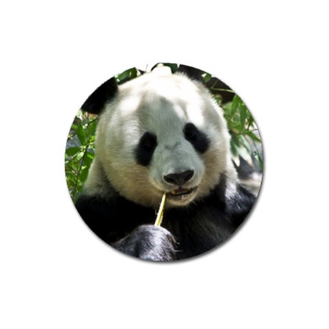 Panda Magnet 3  (Round) from ArtsNow.com Front