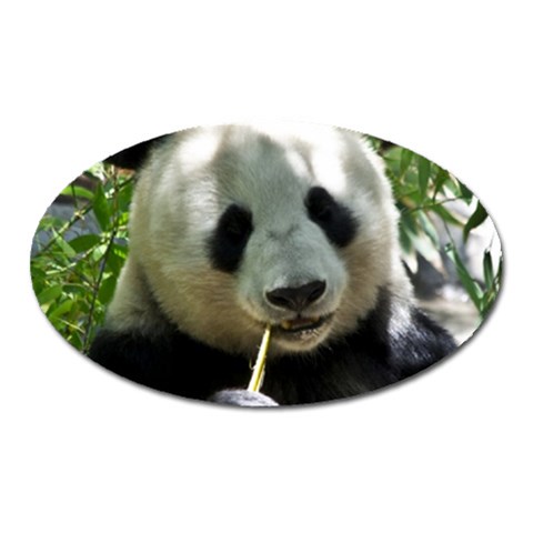 Panda Magnet (Oval) from ArtsNow.com Front