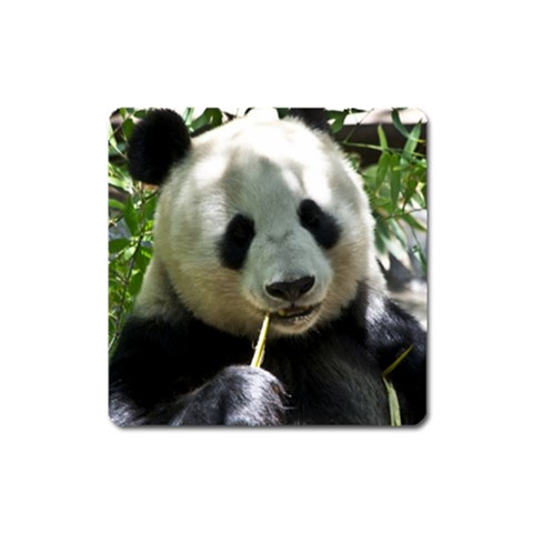 Panda Magnet (Square) from ArtsNow.com Front