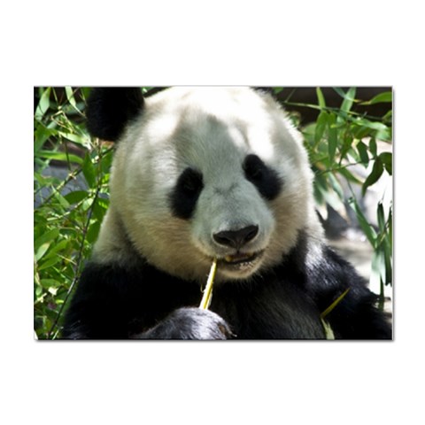 Panda Sticker A4 (10 pack) from ArtsNow.com Front
