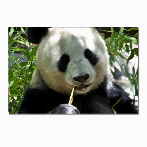 Panda Postcard 4 x 6  (Pkg of 10) from ArtsNow.com Front
