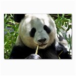 Panda Postcard 4 x 6  (Pkg of 10)