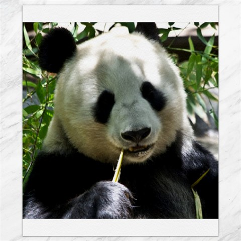 Panda Canvas 8  x 10  from ArtsNow.com 8.15 x9.66  Canvas - 1