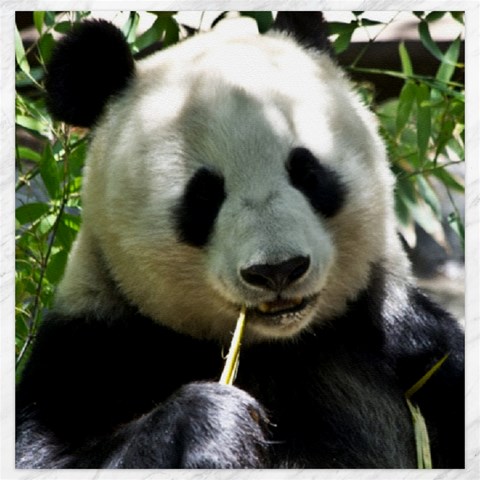 Panda Canvas 20  x 20  from ArtsNow.com 19 x19.27  Canvas - 1