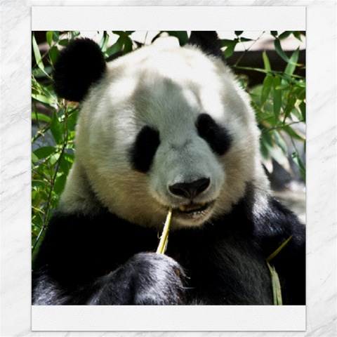 Panda Canvas 20  x 24  from ArtsNow.com 19.57 x23.15  Canvas - 1