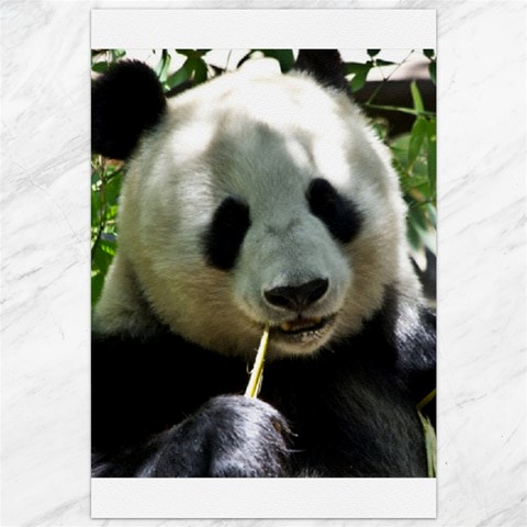 Panda Canvas 20  x 30  from ArtsNow.com 19.62 x28.9  Canvas - 1