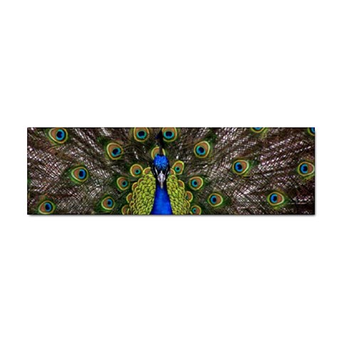 Peacock Sticker (Bumper) from ArtsNow.com Front