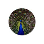 Peacock Magnet 3  (Round)