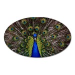 Peacock Magnet (Oval)