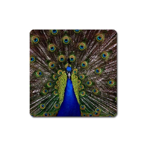 Peacock Magnet (Square) from ArtsNow.com Front