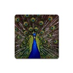 Peacock Magnet (Square)