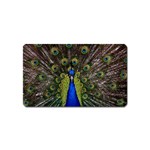 Peacock Magnet (Name Card)