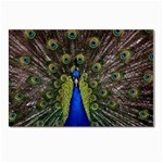 Peacock Postcard 4 x 6  (Pkg of 10)