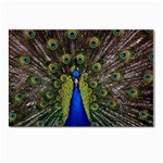 Peacock Postcard 5  x 7 
