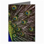 Peacock Greeting Card