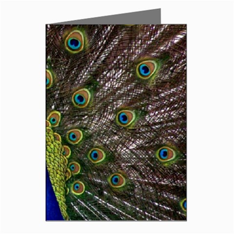 Peacock Greeting Cards (Pkg of 8) from ArtsNow.com Left