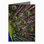 Peacock Greeting Cards (Pkg of 8)