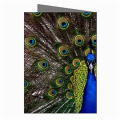 Peacock Greeting Cards (Pkg of 8) from ArtsNow.com Right