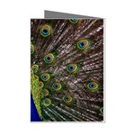 Peacock Mini Greeting Cards (Pkg of 8)