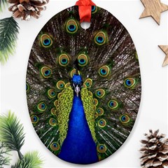 Peacock Oval Ornament (Two Sides) from ArtsNow.com Back