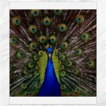 Peacock Canvas 8  x 10 