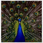 Peacock Canvas 12  x 12 