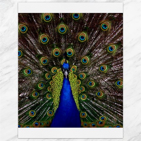 Peacock Canvas 12  x 16  from ArtsNow.com 11.86 x15.41  Canvas - 1