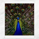 Peacock Canvas 12  x 16 