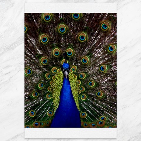 Peacock Canvas 12  x 18  from ArtsNow.com 11.88 x17.36  Canvas - 1