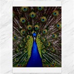 Peacock Canvas 12  x 18 