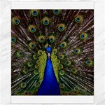 Peacock Canvas 16  x 20 