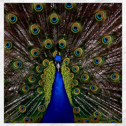 Peacock Canvas 20  x 20  from ArtsNow.com 19 x19.27  Canvas - 1