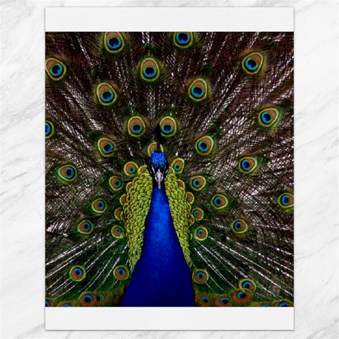 Peacock Canvas 18  x 24  from ArtsNow.com 17.8 x23.08  Canvas - 1