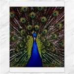 Peacock Canvas 18  x 24 
