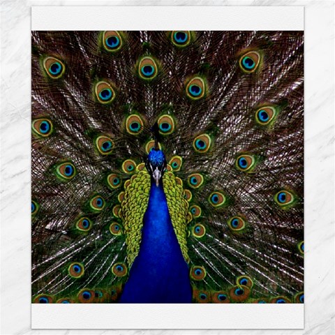 Peacock Canvas 20  x 24  from ArtsNow.com 19.57 x23.15  Canvas - 1