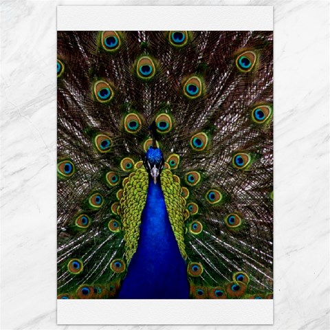 Peacock Canvas 20  x 30  from ArtsNow.com 19.62 x28.9  Canvas - 1