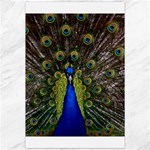 Peacock Canvas 20  x 30 