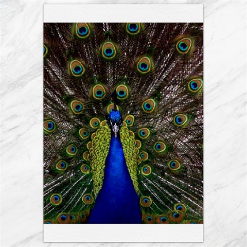 Peacock Canvas 24  x 36  from ArtsNow.com 23.35 x34.74  Canvas - 1