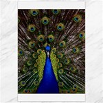 Peacock Canvas 24  x 36 