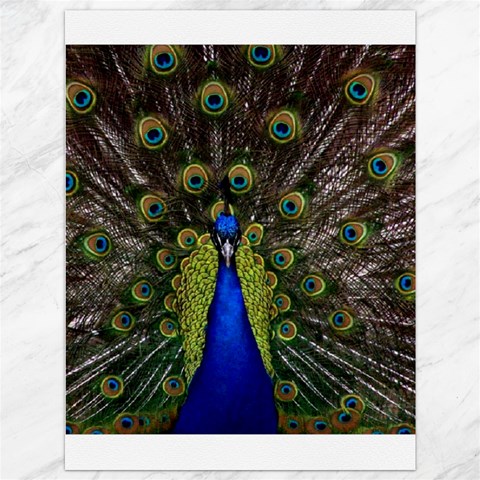 Peacock Canvas 36  x 48  from ArtsNow.com 35.26 x46.15  Canvas - 1