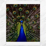 Peacock Canvas 36  x 48 