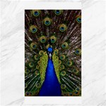 Peacock Canvas 40  x 72 