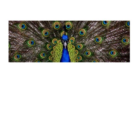 Peacock Memory Card Reader (Stick) from ArtsNow.com Front