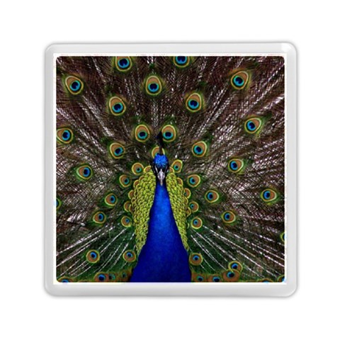 Peacock Memory Card Reader (Square) from ArtsNow.com Front